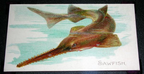 31 Sawfish